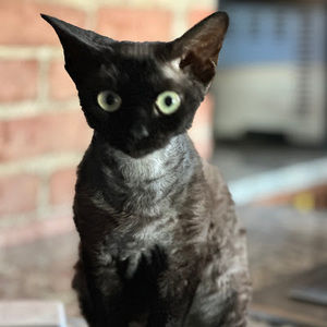 Meet your Posher, Chelsea